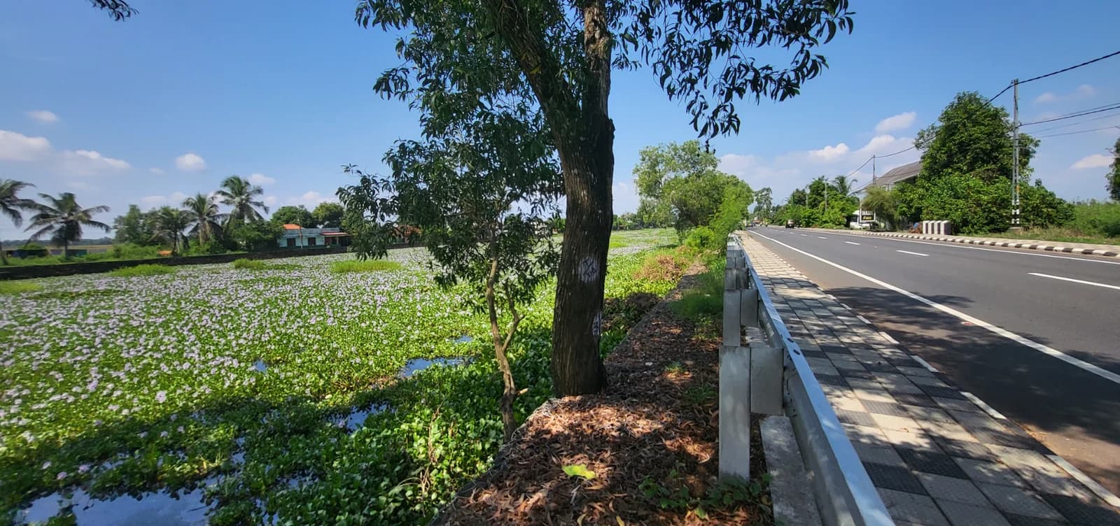 Invasive plants spreading beside a road in a tropical landscape